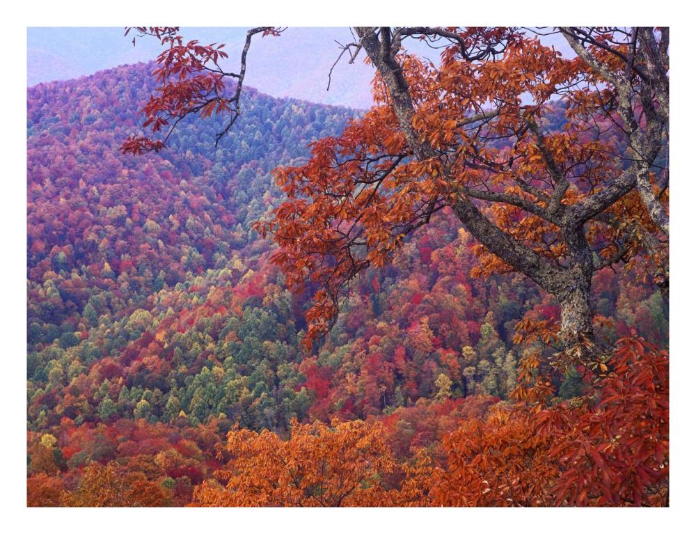 Blue Ridge Range With Autumn Deciduous Forest, Near Buck Creek Gap, North Carolina-Paper Art-26X20