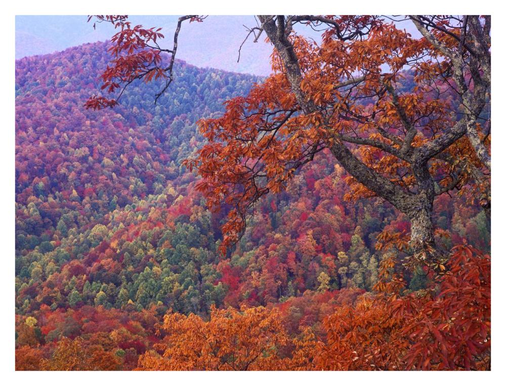 Blue Ridge Range With Autumn Deciduous Forest, Near Buck Creek Gap, North Carolina-Paper Art-34X26