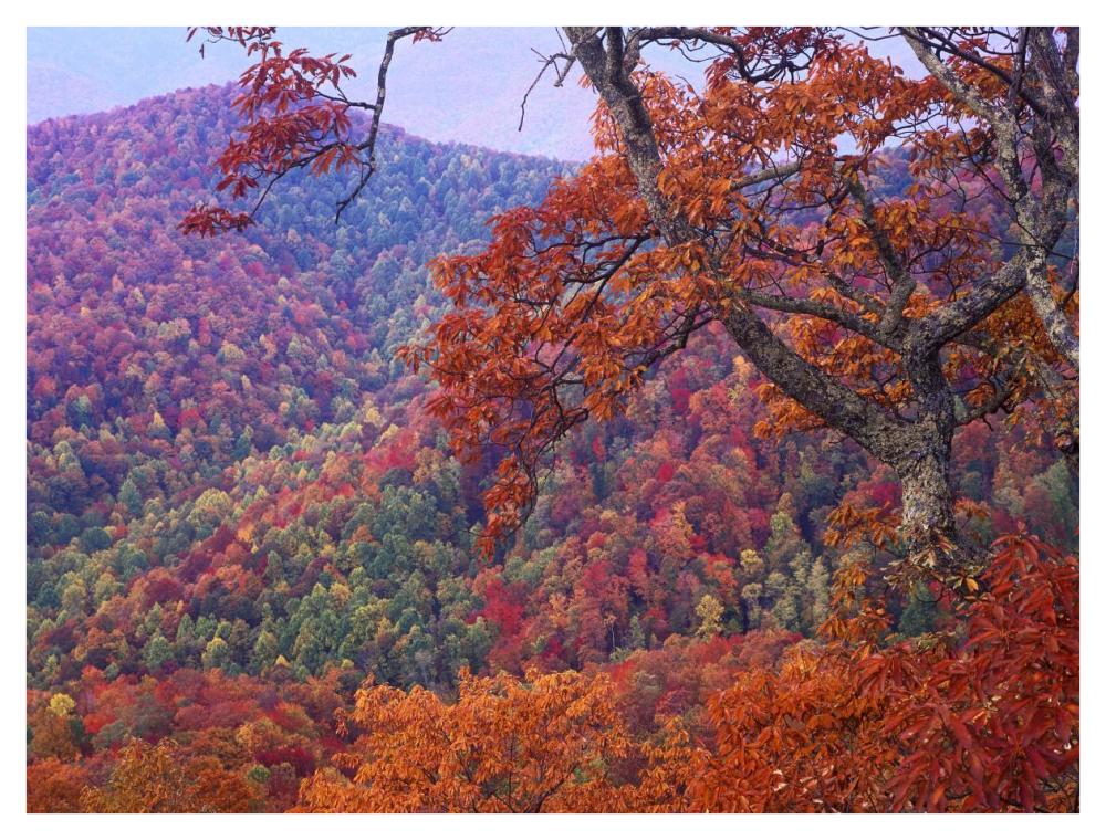 Blue Ridge Range With Autumn Deciduous Forest, Near Buck Creek Gap, North Carolina-Paper Art-42X32