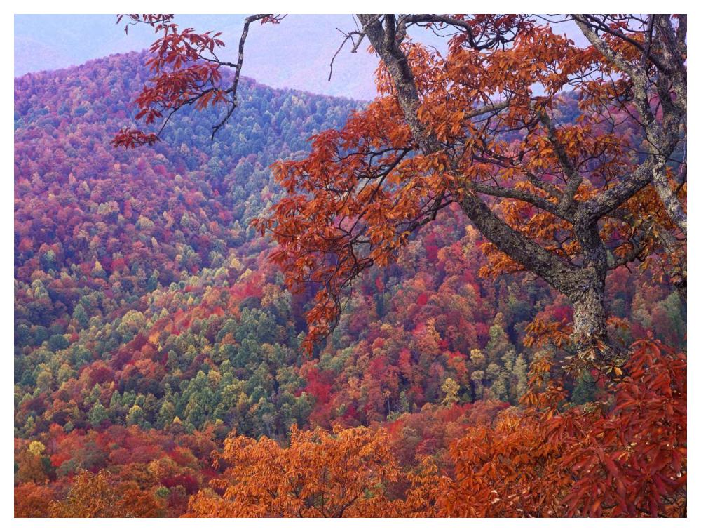Blue Ridge Range With Autumn Deciduous Forest, Near Buck Creek Gap, North Carolina-Paper Art-50X38