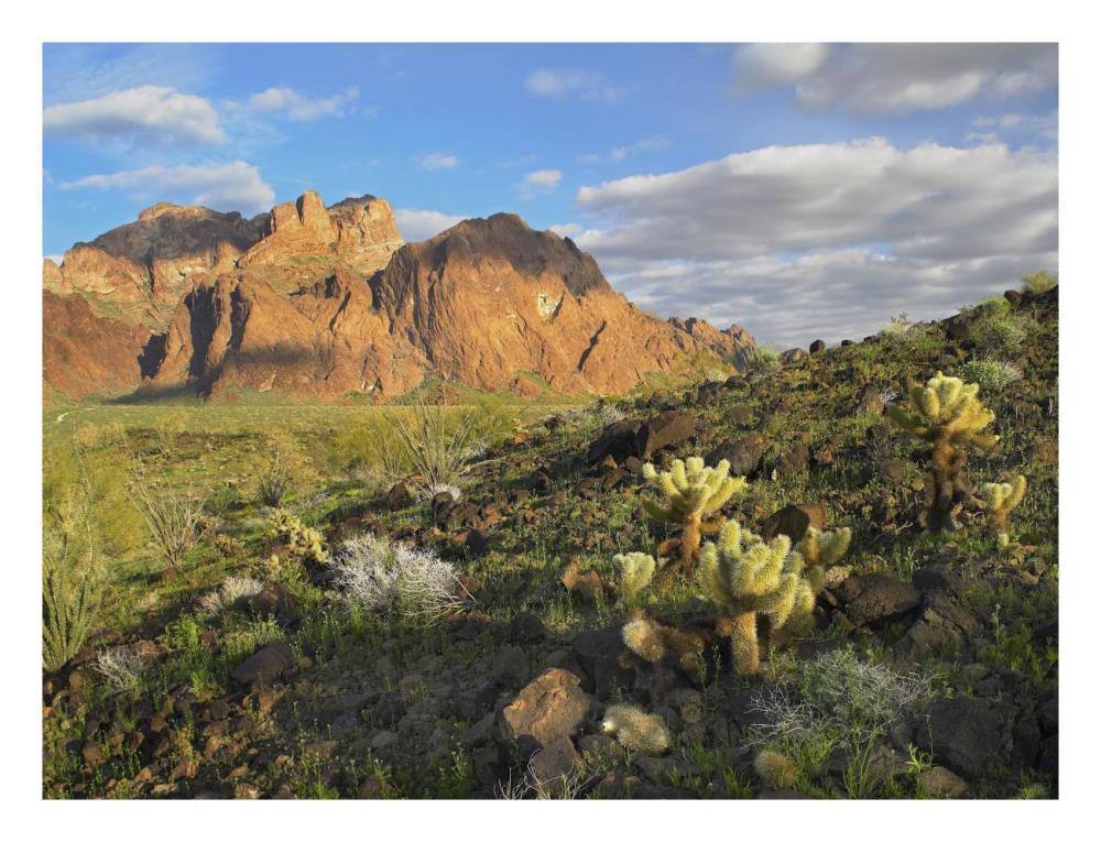 Opuntia Cactus And Other Desert Vegetation, Kofa National Wildlife Refuge, Arizona-Paper Art-26X20
