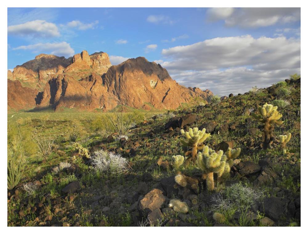 Opuntia Cactus And Other Desert Vegetation, Kofa National Wildlife Refuge, Arizona-Paper Art-42X32