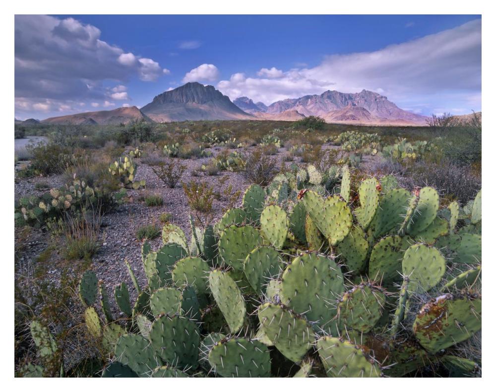 Opuntia Cactus, Chisos Mountains, Big Bend National Park, Chihuahuan Desert, Texas-Paper Art-18X14