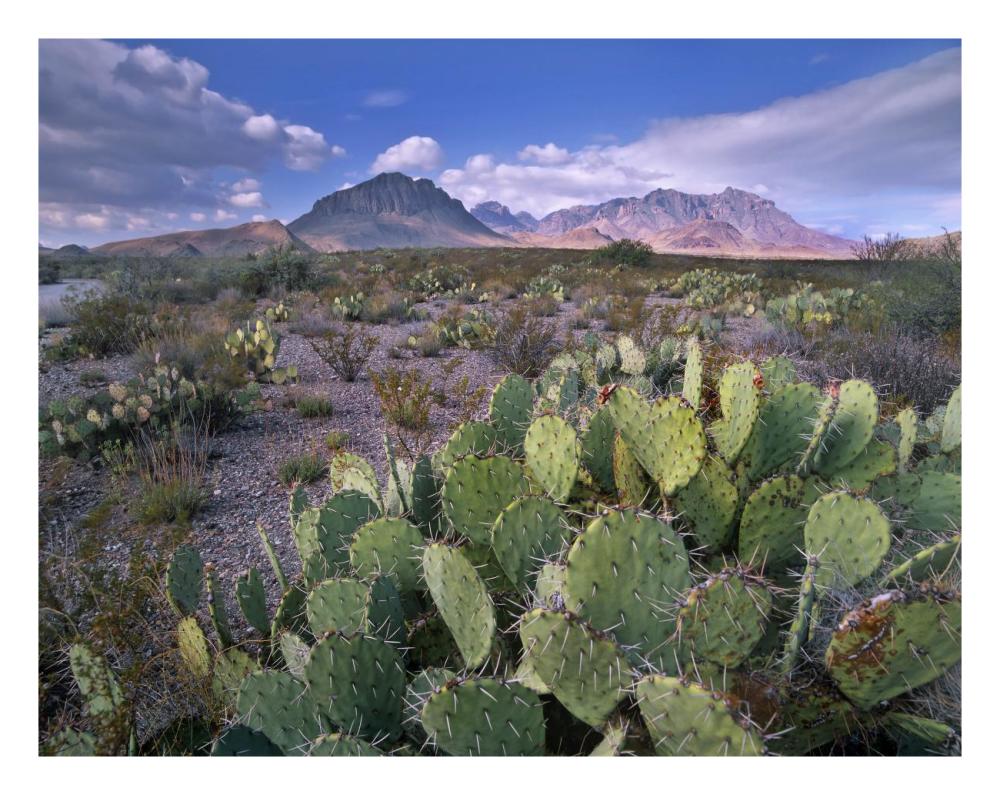 Opuntia Cactus, Chisos Mountains, Big Bend National Park, Chihuahuan Desert, Texas-Paper Art-26X20