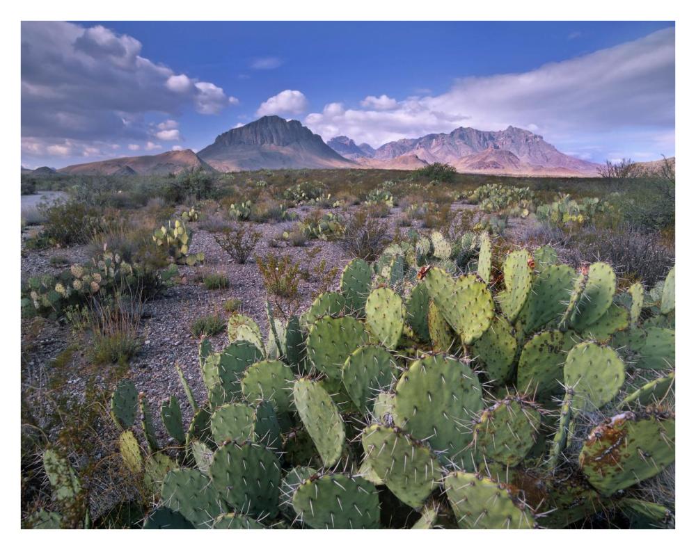 Opuntia Cactus, Chisos Mountains, Big Bend National Park, Chihuahuan Desert, Texas-Paper Art-34X26