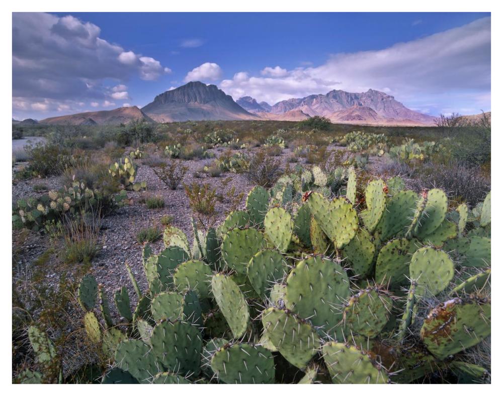 Opuntia Cactus, Chisos Mountains, Big Bend National Park, Chihuahuan Desert, Texas-Paper Art-42X32