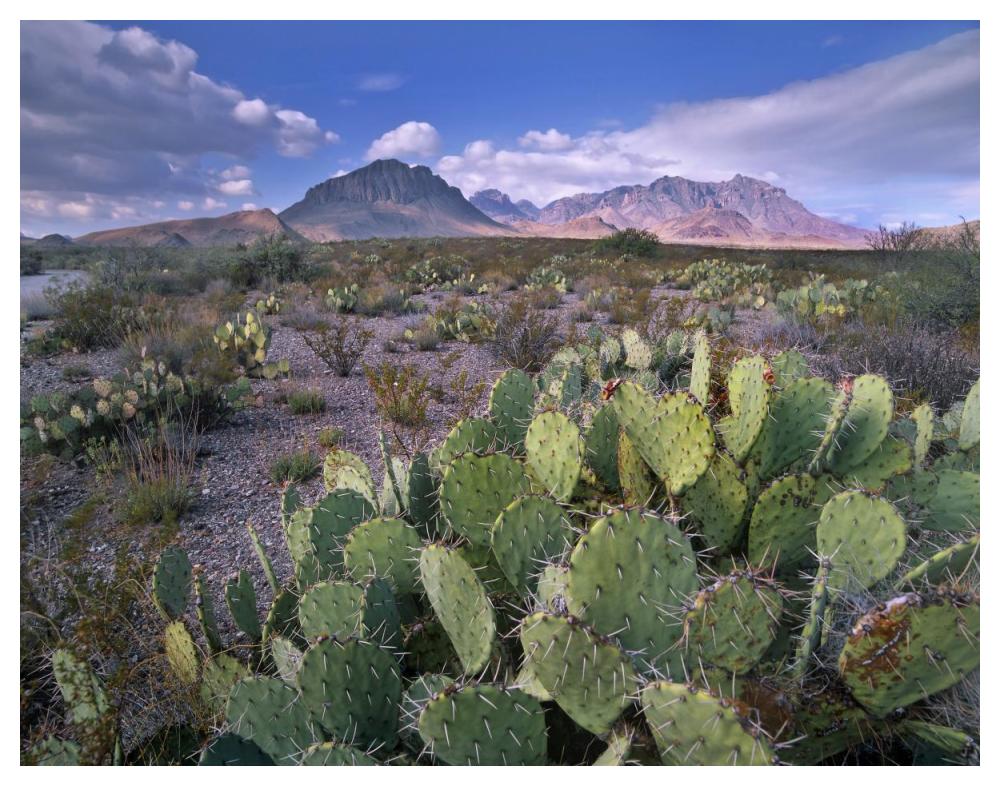 Opuntia Cactus, Chisos Mountains, Big Bend National Park, Chihuahuan Desert, Texas-Paper Art-50X38