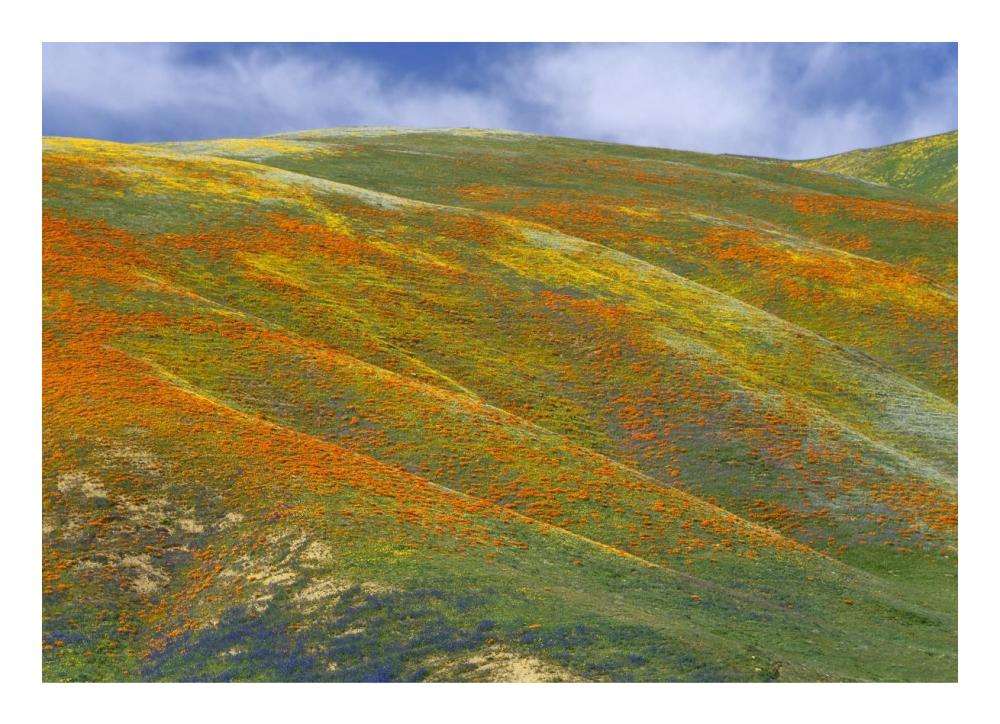 California Poppy Covered Hillside, Spring, Tehachapi Hills Near Gorman, California-Paper Art-24X17.4
