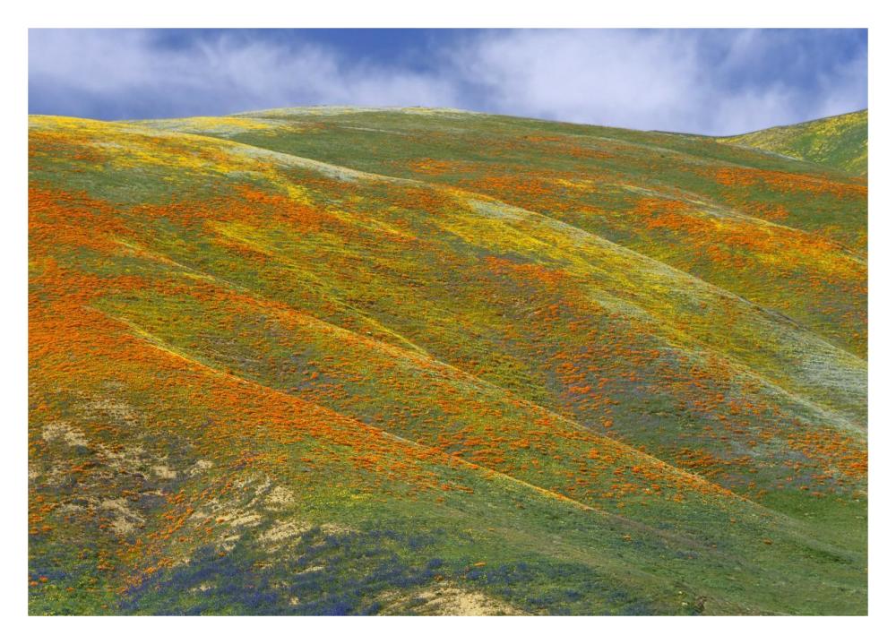 California Poppy Covered Hillside, Spring, Tehachapi Hills Near Gorman, California-Paper Art-32X23