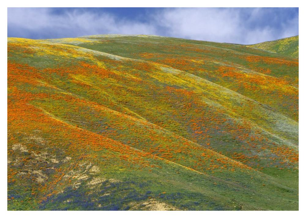 California Poppy Covered Hillside, Spring, Tehachapi Hills Near Gorman, California-Paper Art-42X30