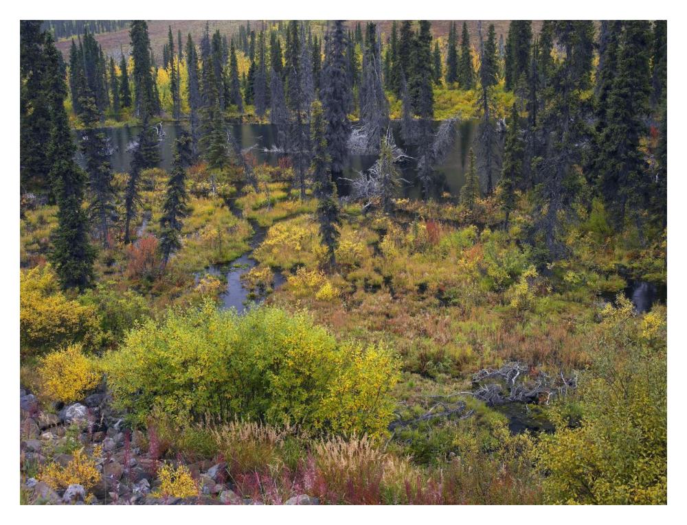 Beaver Pond Amid Boreal Forest, Tombstone Territorial Park, Yukon Territory, Canada-Paper Art-18X14