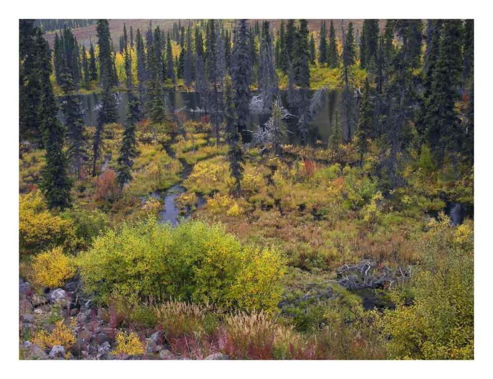 Beaver Pond Amid Boreal Forest, Tombstone Territorial Park, Yukon Territory, Canada-Paper Art-26X20