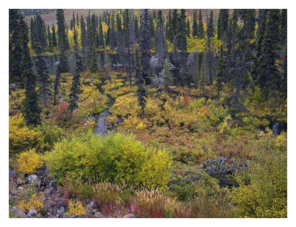 Beaver Pond Amid Boreal Forest, Tombstone Territorial Park, Yukon Territory, Canada-Paper Art-34X26