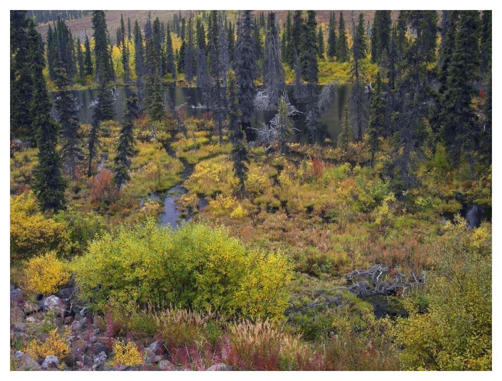 Beaver Pond Amid Boreal Forest, Tombstone Territorial Park, Yukon Territory, Canada-Paper Art-50X38