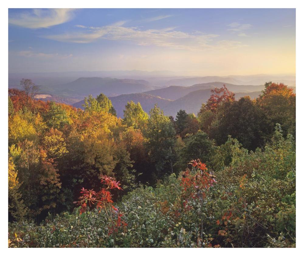 Deciduous Forest In Autumn, Blue Ridge Mountains From Doughton Park, North Carolina-Paper Art-38X31.88