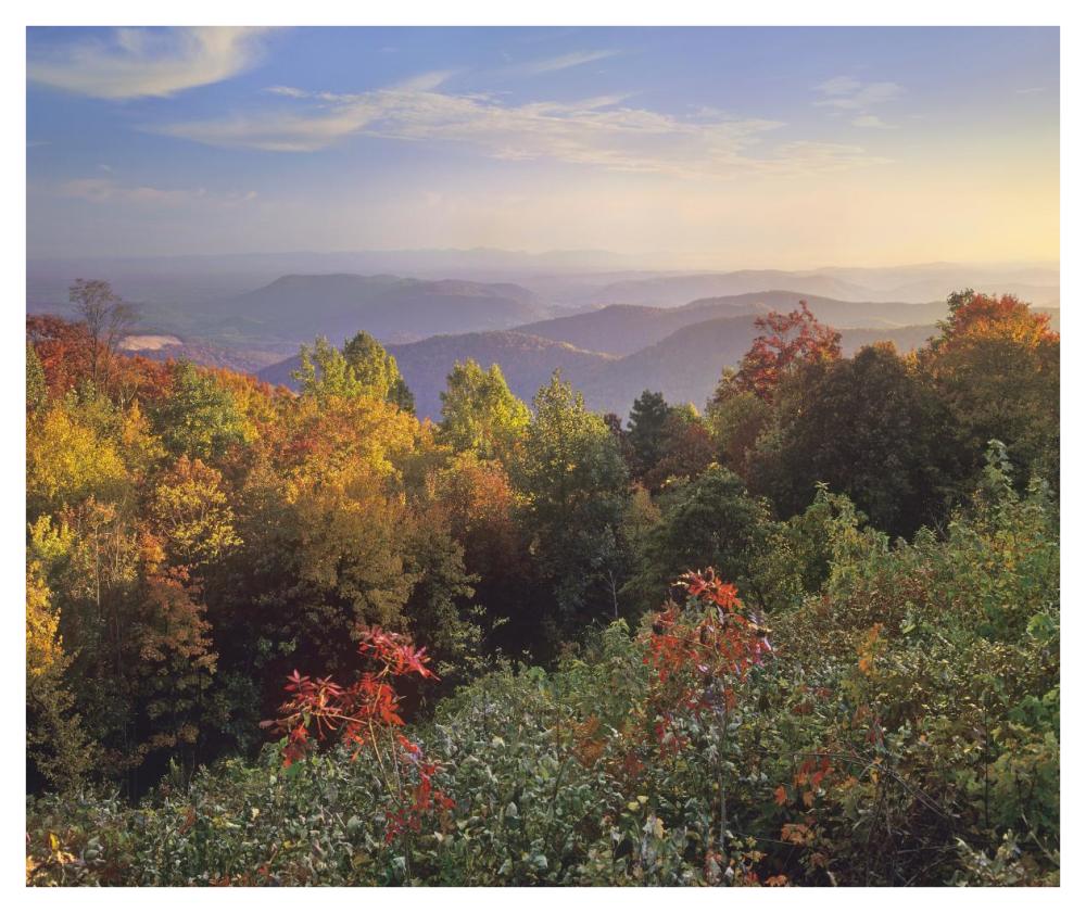 Deciduous Forest In Autumn, Blue Ridge Mountains From Doughton Park, North Carolina-Paper Art-42X35.2