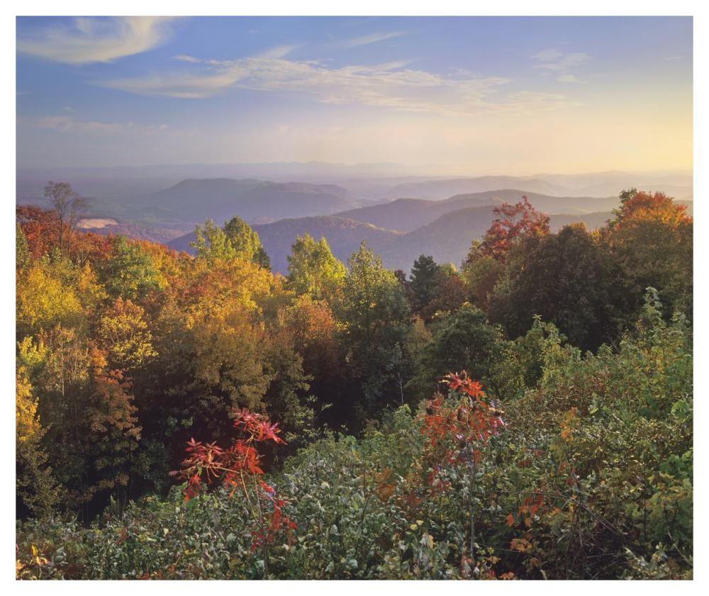 Deciduous Forest In Autumn, Blue Ridge Mountains From Doughton Park, North Carolina-Paper Art-46X38.52