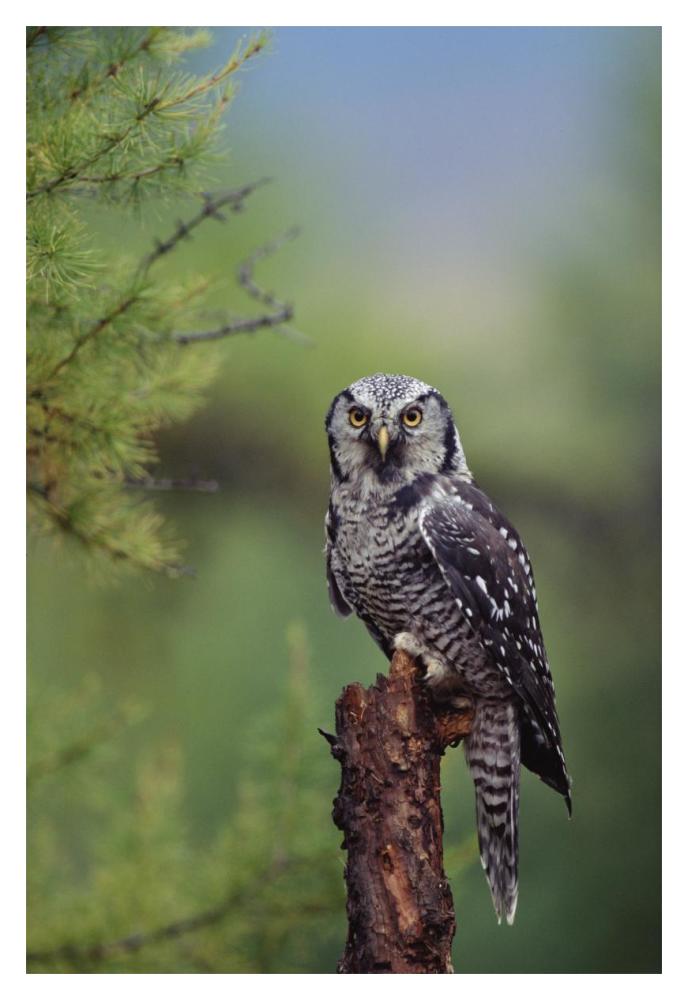 Northern Hawk Owl Perching In A Tree, Circumpolar Species, British Columbia, Canada-Paper Art-14X20