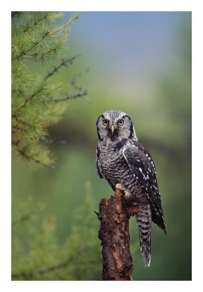 Northern Hawk Owl Perching In A Tree, Circumpolar Species, British Columbia, Canada-Paper Art-18X26