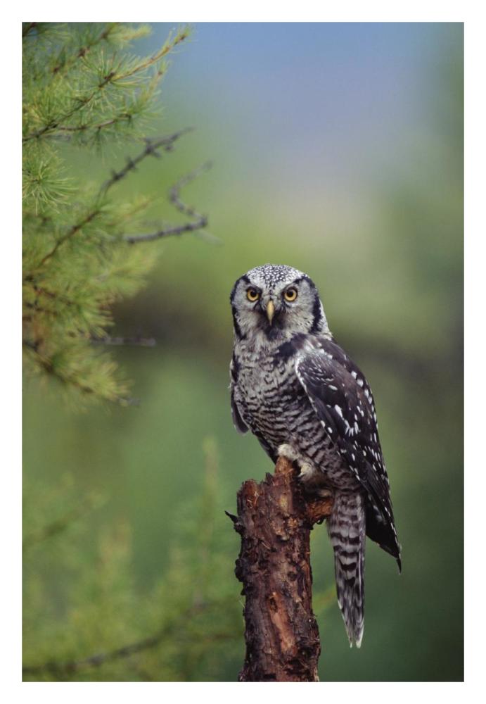 Northern Hawk Owl Perching In A Tree, Circumpolar Species, British Columbia, Canada-Paper Art-22X32