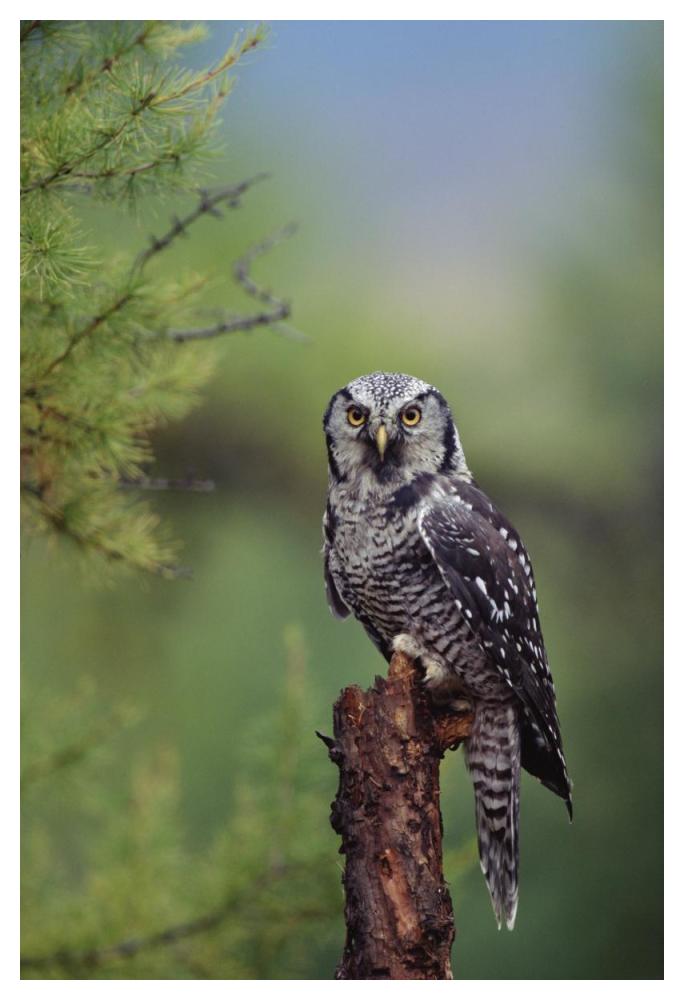 Northern Hawk Owl Perching In A Tree, Circumpolar Species, British Columbia, Canada-Paper Art-34X50