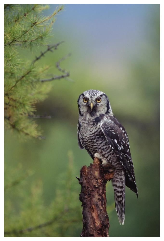 Northern Hawk Owl Perching In A Tree, Circumpolar Species, British Columbia, Canada-Paper Art-42X62