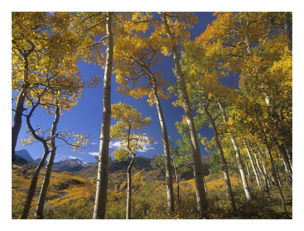 Aspen In Fall Colors And Maroon Bells, Elk Mountains, Snowmass Wilderness, Colorado-Paper Art-26X20