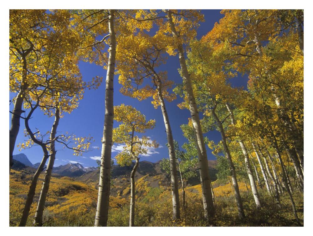 Aspen In Fall Colors And Maroon Bells, Elk Mountains, Snowmass Wilderness, Colorado-Paper Art-34X26