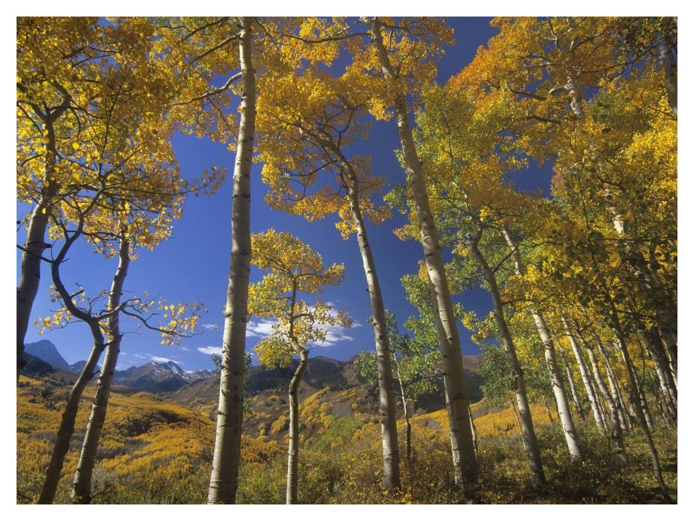Aspen In Fall Colors And Maroon Bells, Elk Mountains, Snowmass Wilderness, Colorado-Paper Art-42X32