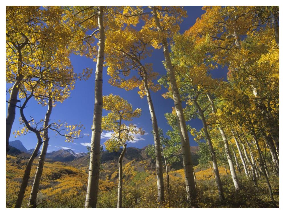 Aspen In Fall Colors And Maroon Bells, Elk Mountains, Snowmass Wilderness, Colorado-Paper Art-50X38