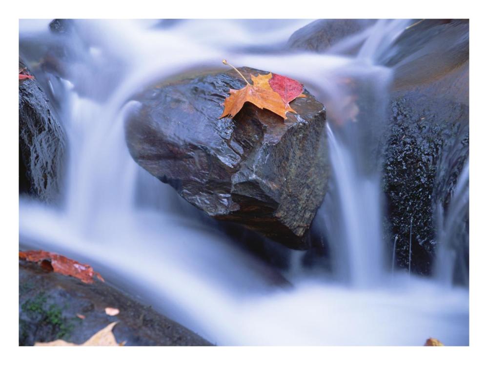 Autumn Leaf On Boulder, Little River, Great Smoky Mountains National Park, Tennessee-Paper Art-26X20