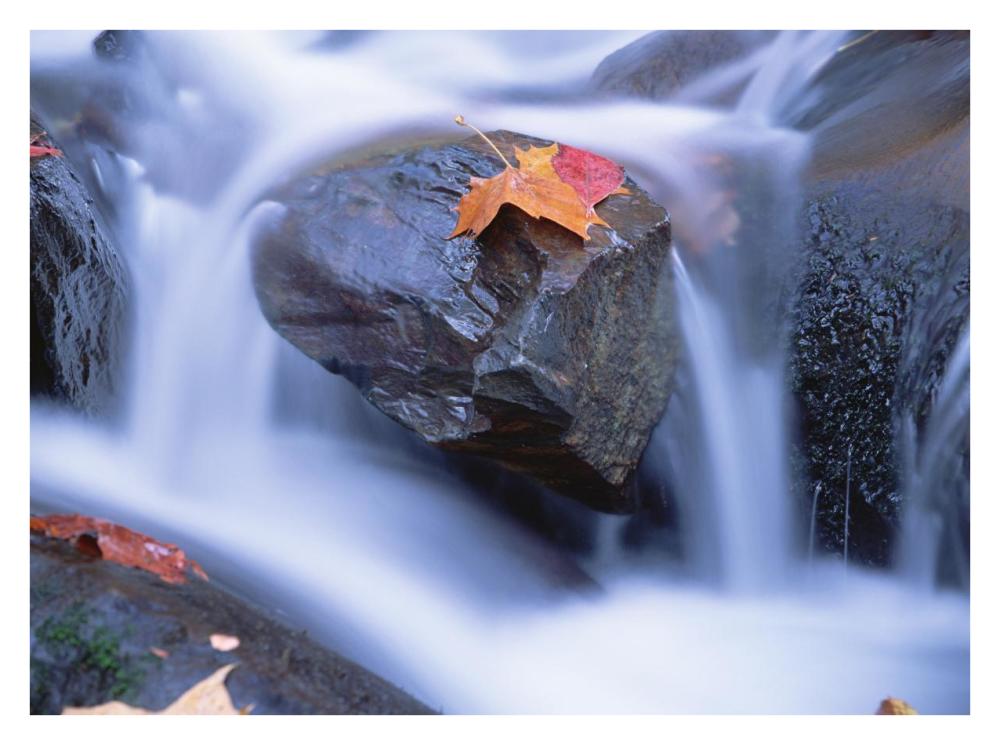 Autumn Leaf On Boulder, Little River, Great Smoky Mountains National Park, Tennessee-Paper Art-34X26