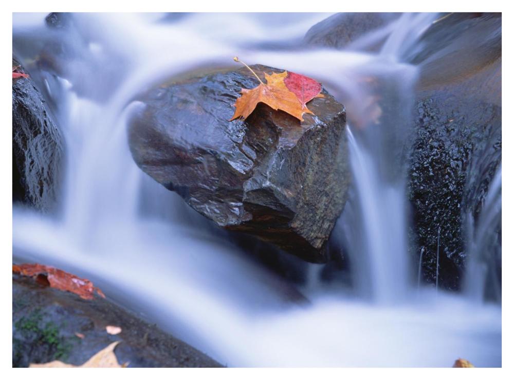 Autumn Leaf On Boulder, Little River, Great Smoky Mountains National Park, Tennessee-Paper Art-42X32