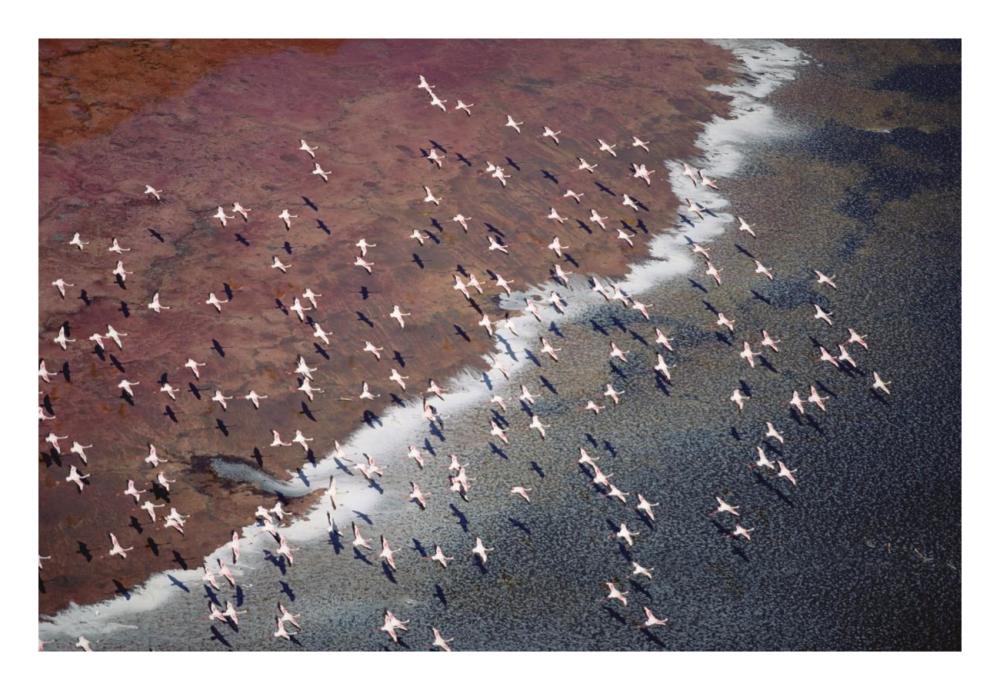 Lesser Flamingo Group Flock Flying Over Soda Flats At The Edge Of Lake Magadi, Kenya-Paper Art-26X18