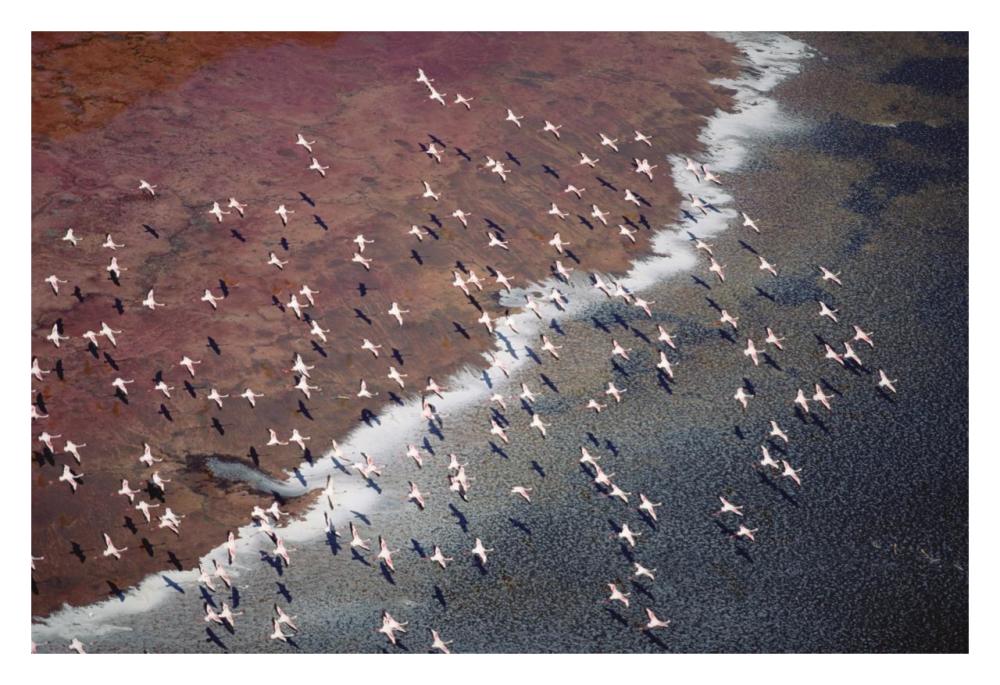 Lesser Flamingo Group Flock Flying Over Soda Flats At The Edge Of Lake Magadi, Kenya-Paper Art-32X22