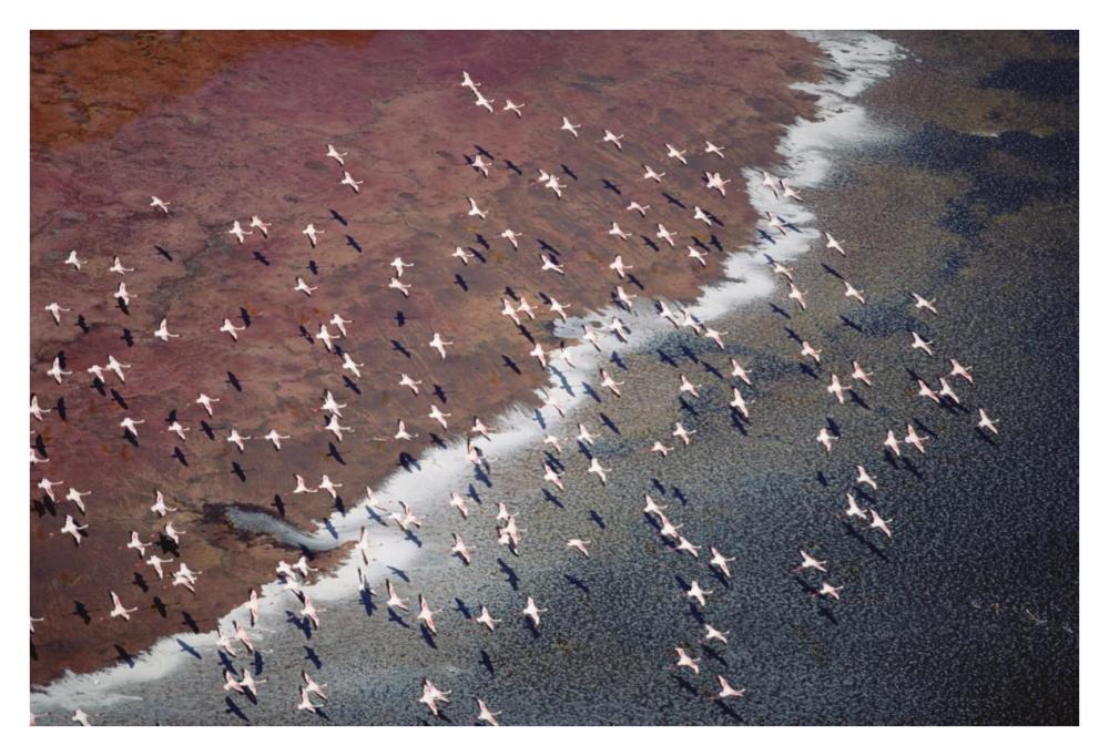 Lesser Flamingo Group Flock Flying Over Soda Flats At The Edge Of Lake Magadi, Kenya-Paper Art-38X26
