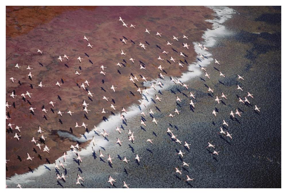 Lesser Flamingo Group Flock Flying Over Soda Flats At The Edge Of Lake Magadi, Kenya-Paper Art-50X34