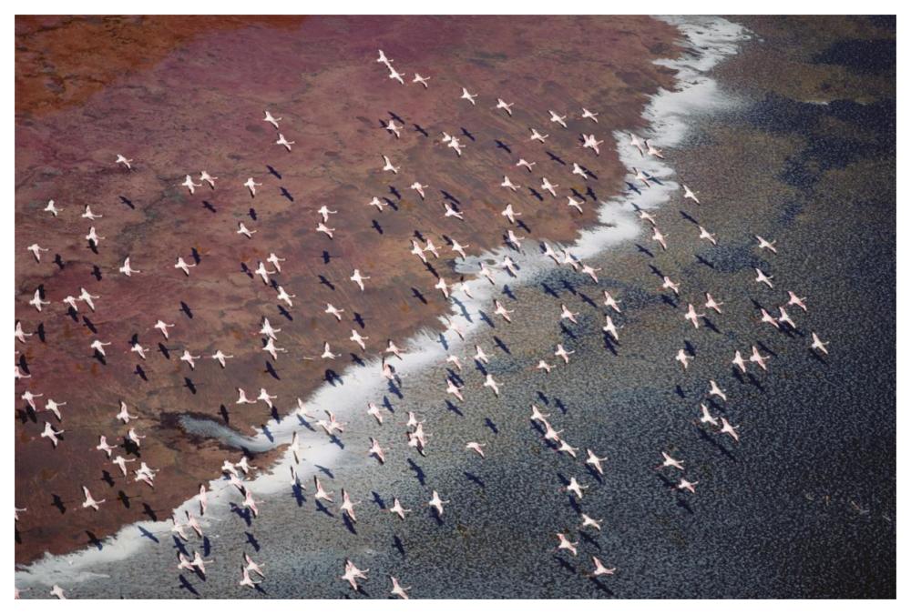 Lesser Flamingo Group Flock Flying Over Soda Flats At The Edge Of Lake Magadi, Kenya-Paper Art-62X42