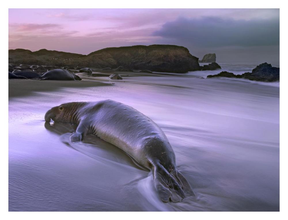 Northern Elephant Seal Bull Laying At Surf'S Edge, Point Piedras Blancas, California-Paper Art-18X14