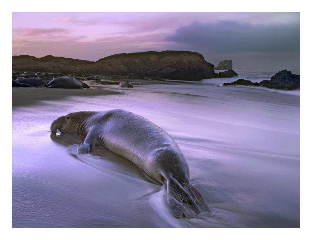 Northern Elephant Seal Bull Laying At Surf'S Edge, Point Piedras Blancas, California-Paper Art-26X20