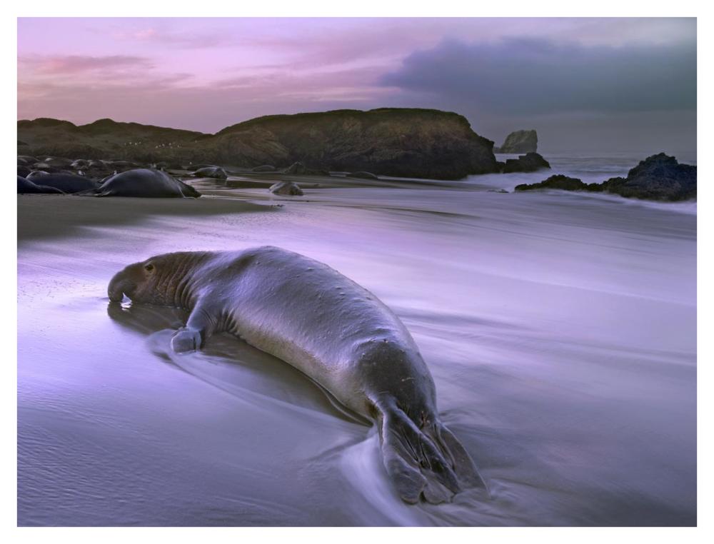 Northern Elephant Seal Bull Laying At Surf'S Edge, Point Piedras Blancas, California-Paper Art-42X32