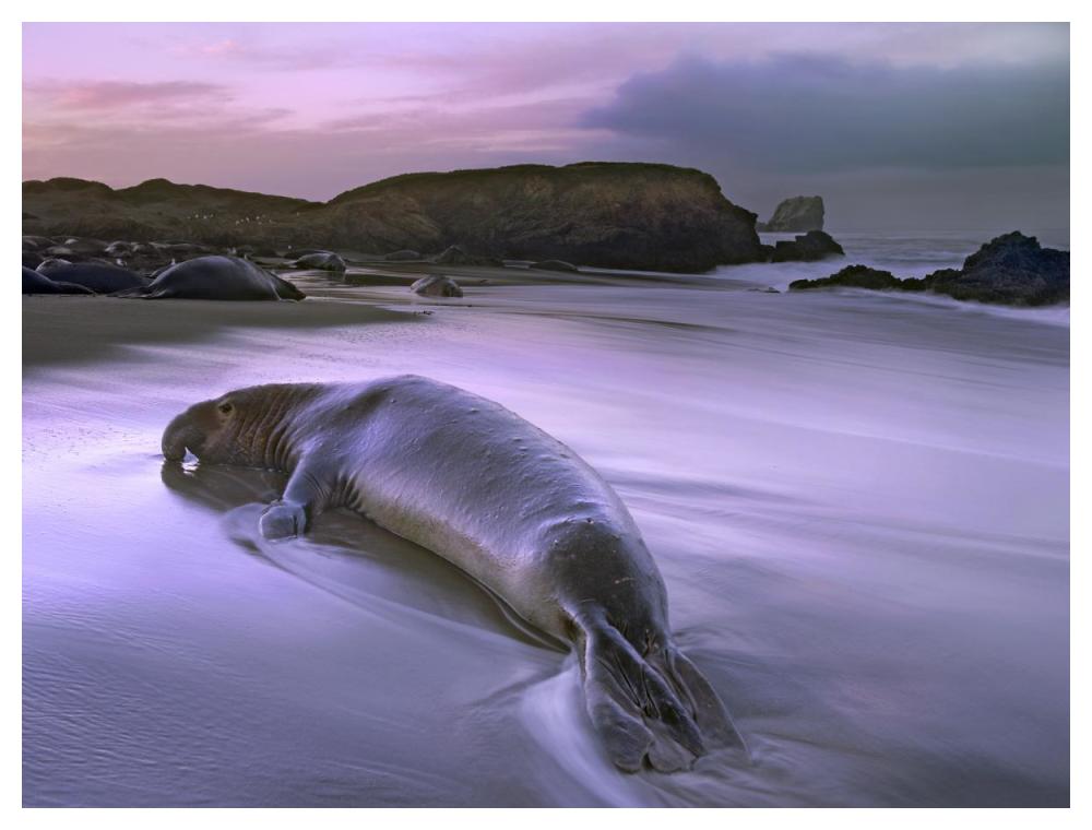 Northern Elephant Seal Bull Laying At Surf'S Edge, Point Piedras Blancas, California-Paper Art-50X38