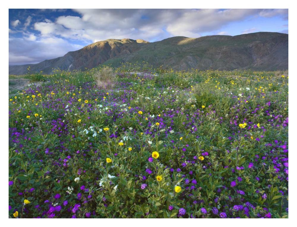 Wildflowers Carpeting The Ground Beneath Coyote Peak, Anza-Borrego Desert, California-Paper Art-18X14
