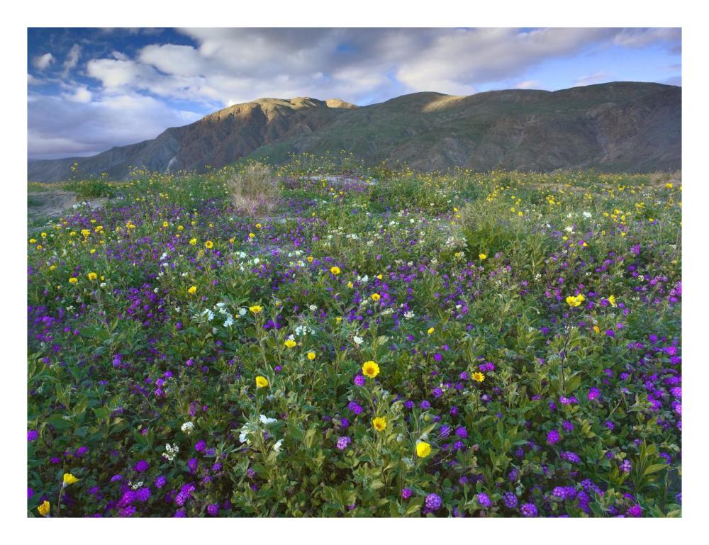 Wildflowers Carpeting The Ground Beneath Coyote Peak, Anza-Borrego Desert, California-Paper Art-26X20