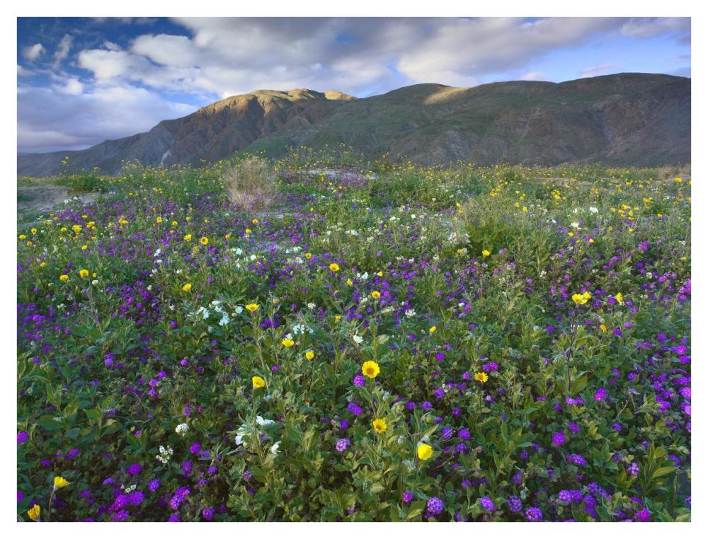 Wildflowers Carpeting The Ground Beneath Coyote Peak, Anza-Borrego Desert, California-Paper Art-42X32