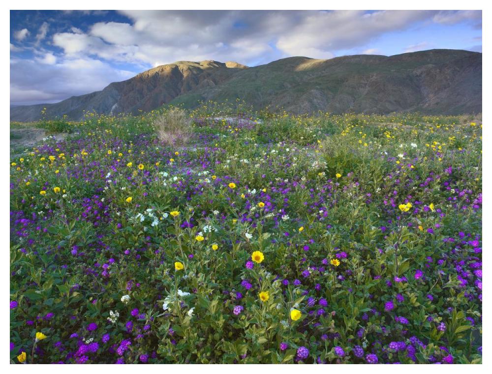 Wildflowers Carpeting The Ground Beneath Coyote Peak, Anza-Borrego Desert, California-Paper Art-50X38