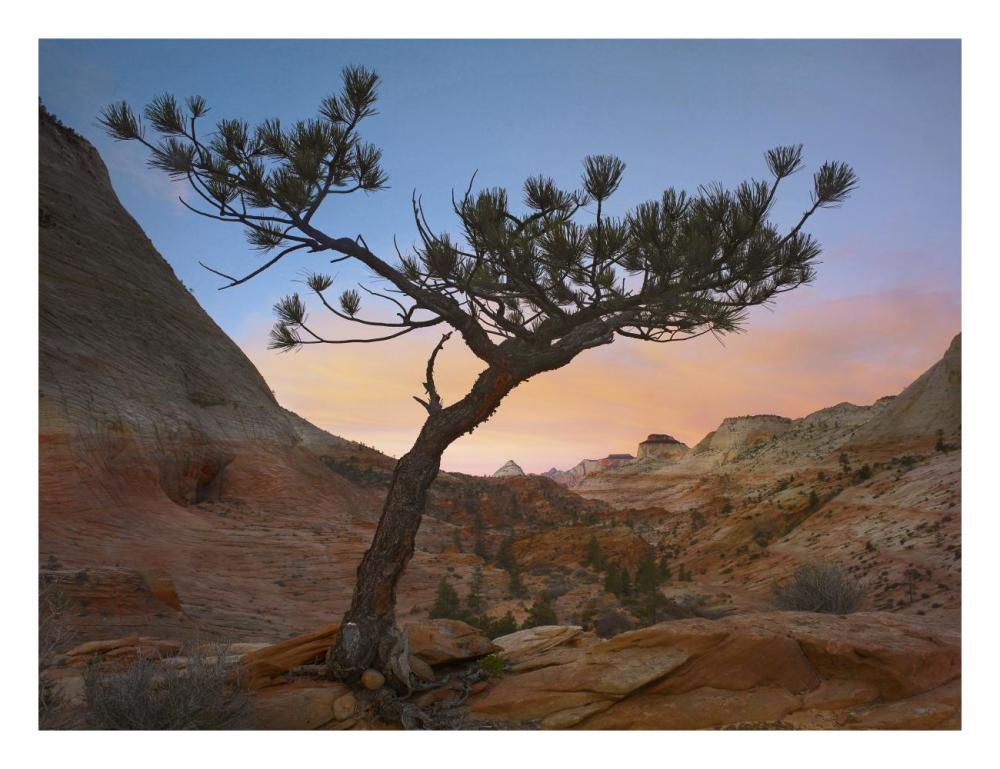 Lone Pine Tree With East And West Temples In The Background, Zion National Park, Utah-Paper Art-26X20