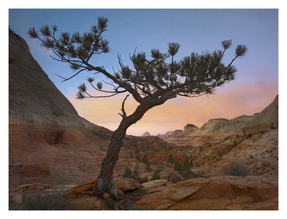Lone Pine Tree With East And West Temples In The Background, Zion National Park, Utah-Paper Art-34X26