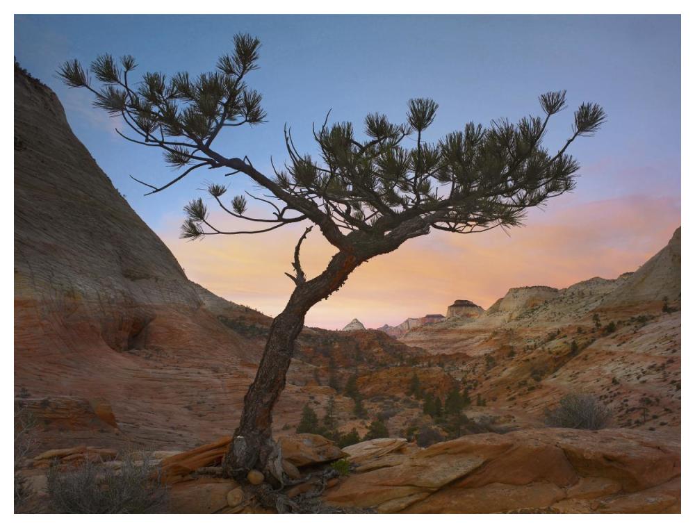 Lone Pine Tree With East And West Temples In The Background, Zion National Park, Utah-Paper Art-50X38