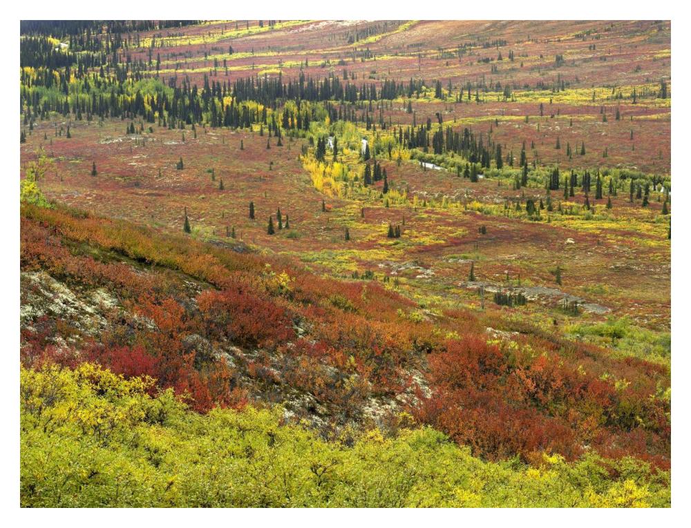 Autumn Tundra With Boreal Forest, Tombstone Territorial Park, Yukon Territory, Canada-Paper Art-18X14